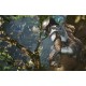 JOGO PS4 PREDATOR HUNTING GROUNDS - MIDIA FISICA